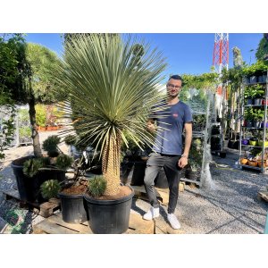 Juka (Yucca Rostrata) - výška 180-200 cm, výška kmeňa: 70/80 cm, kont. C70L (-22°C)